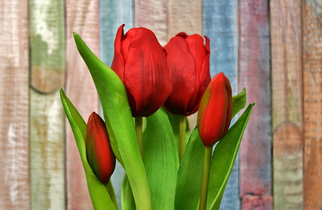 umělé tulipány